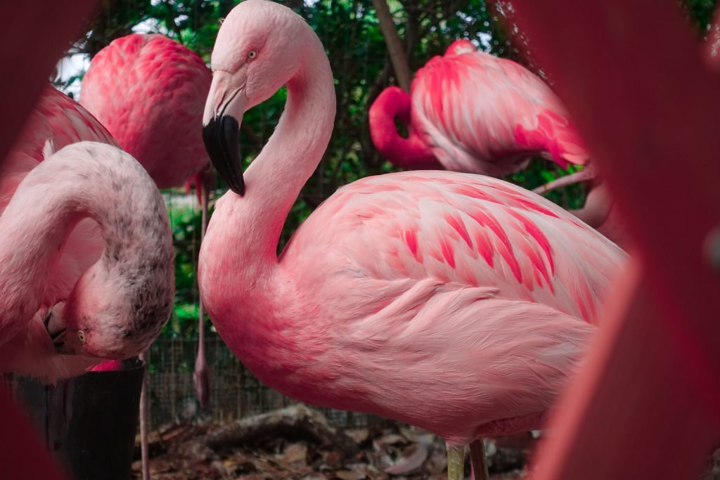 Pink Flamingo bird